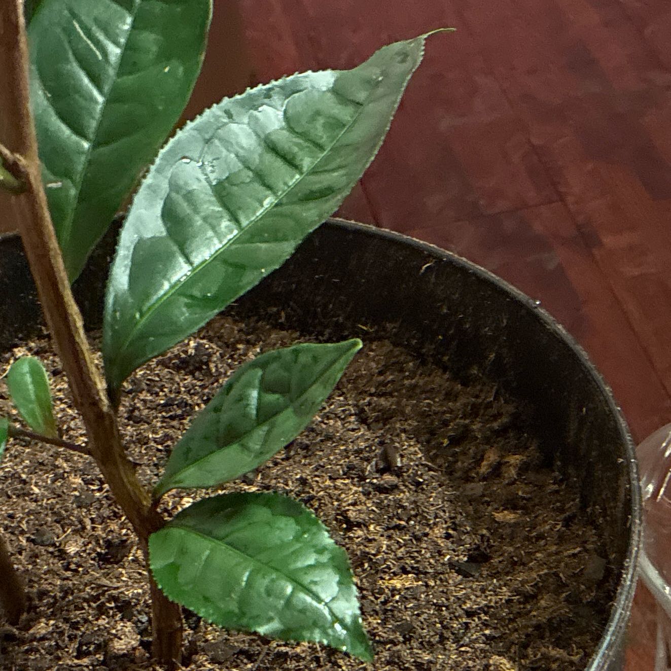 Photo of the plant species Tea by @GodlyGerbera61 named Ocha on Greg, the plant care app