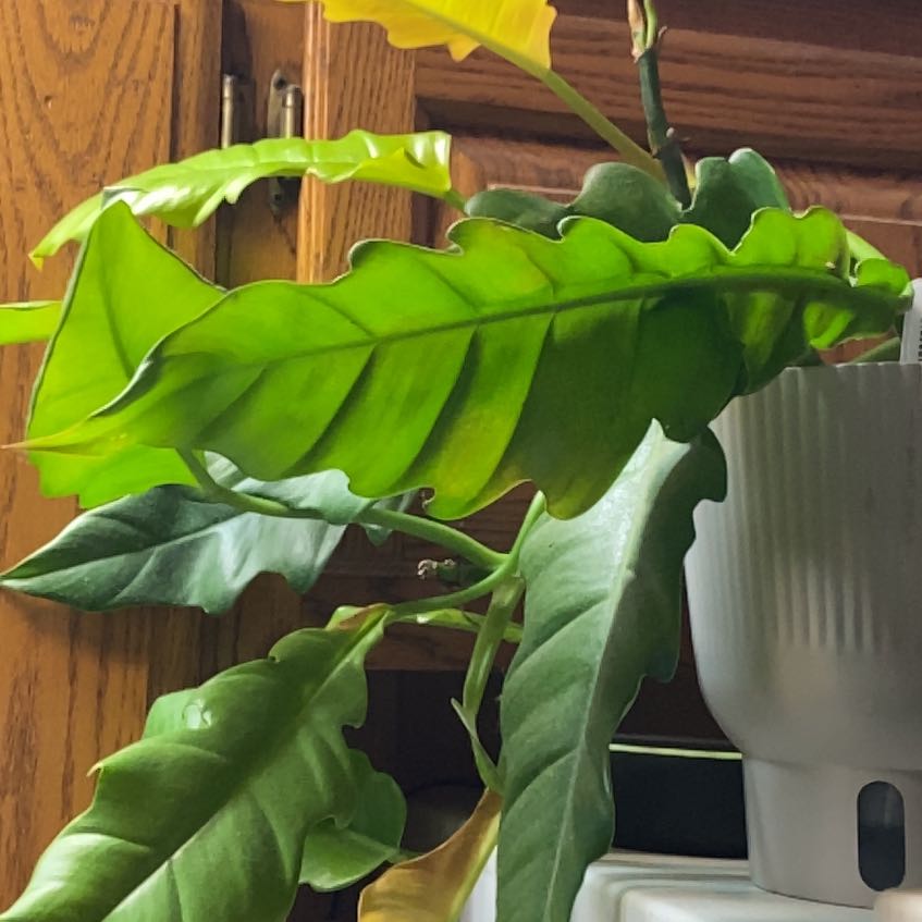Photo of the plant species Philodendron crocodile by @WitchyPoosMagic named Drake on Greg, the plant care app