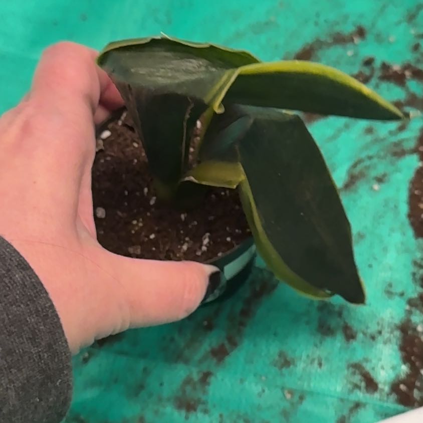 Photo of the plant species Sansevieria by @ExecRedsage60 named Winston on Greg, the plant care app