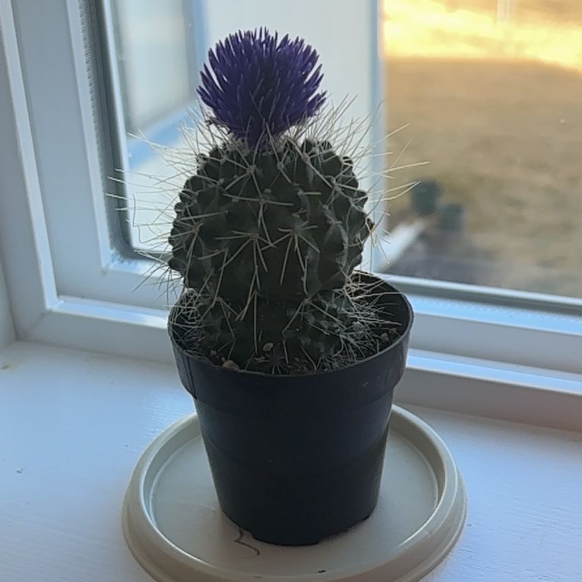 Photo of the plant species Arborescent Prickly Pear by @SturdyLentil62 named Zion on Greg, the plant care app