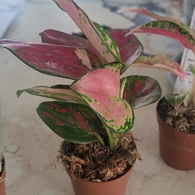 Photo of the plant species Aglaonema Red Valentine Chinese Evergreen by @WhizJade64 named Rizzo on Greg, the plant care app