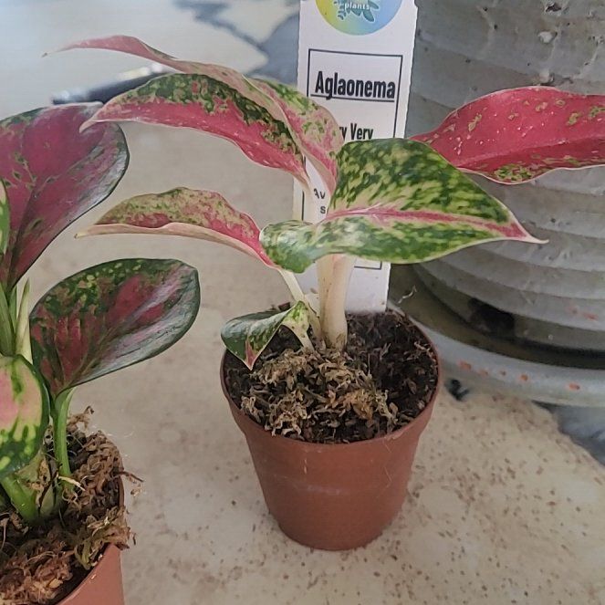 Photo of the plant species Aglaonema Red Valentine Chinese Evergreen by @WhizJade64 named Frenchie on Greg, the plant care app