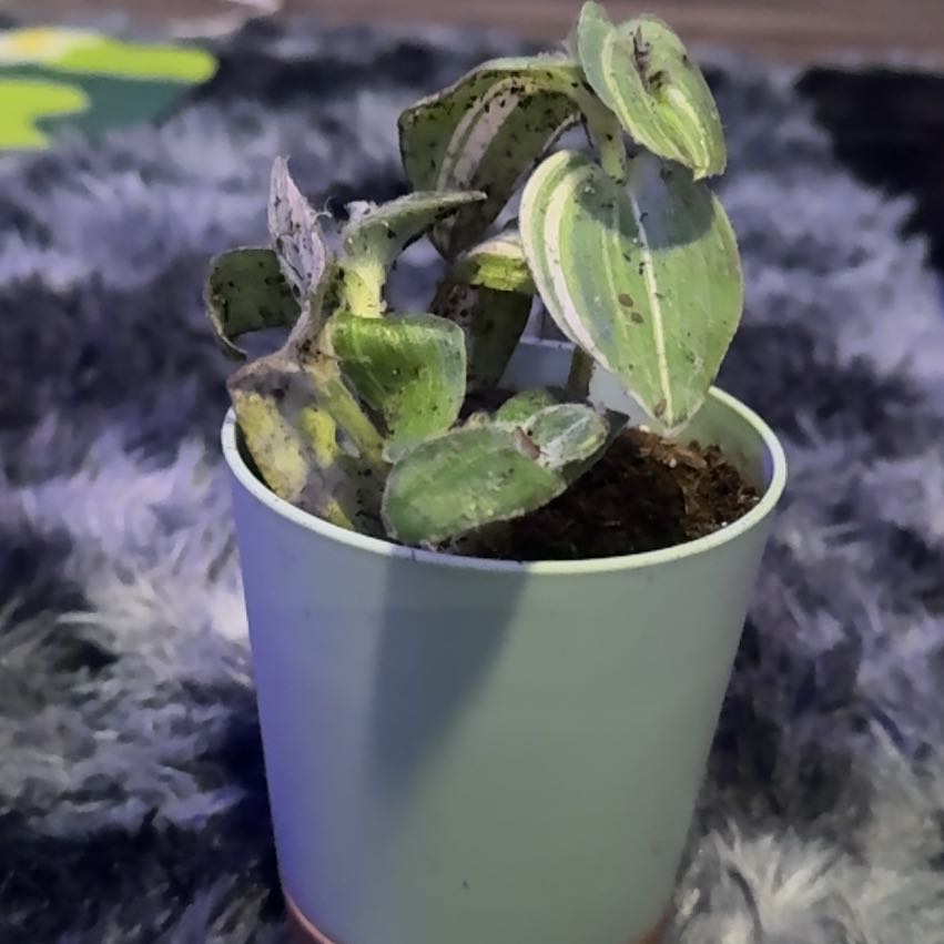 Photo of the plant species Tradescantia 'Yellow Zebra' by @Skinny3590 named Apollo on Greg, the plant care app