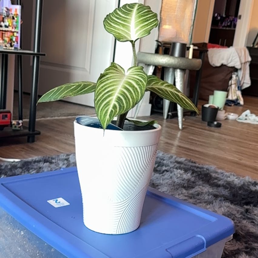 Photo of the plant species Xanthosoma by @Skinny3590 named Osmo on Greg, the plant care app
