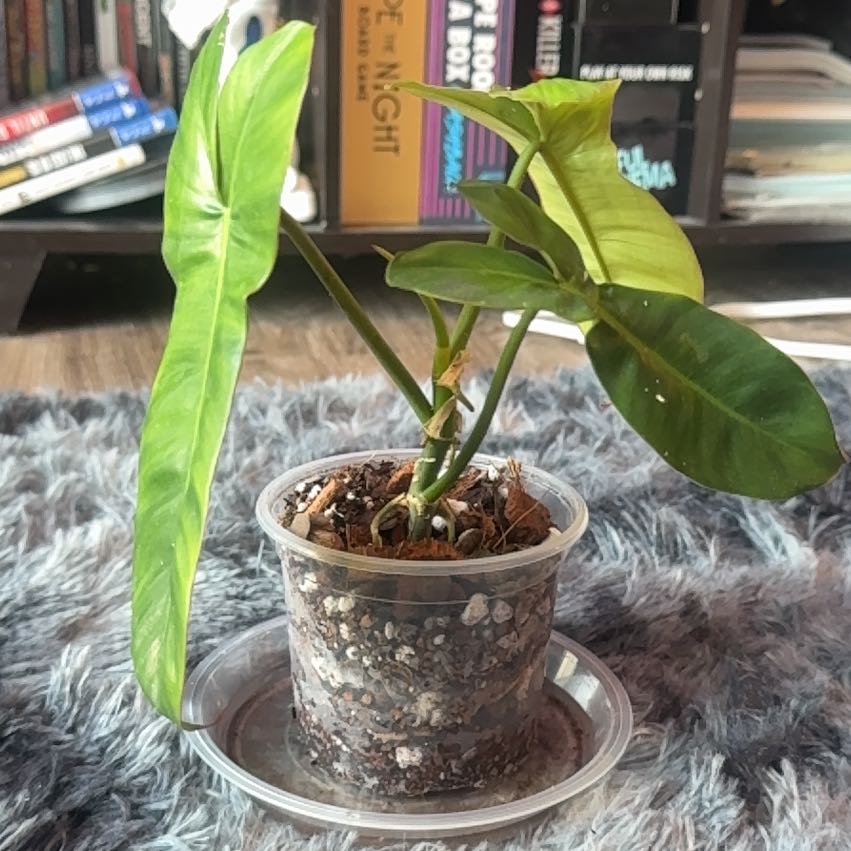 Photo of the plant species Florida Beauty by @Skinny3590 named Coco on Greg, the plant care app