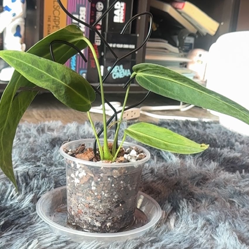 Photo of the plant species Anthurium warocqueanum by @Skinny3590 named Lola on Greg, the plant care app