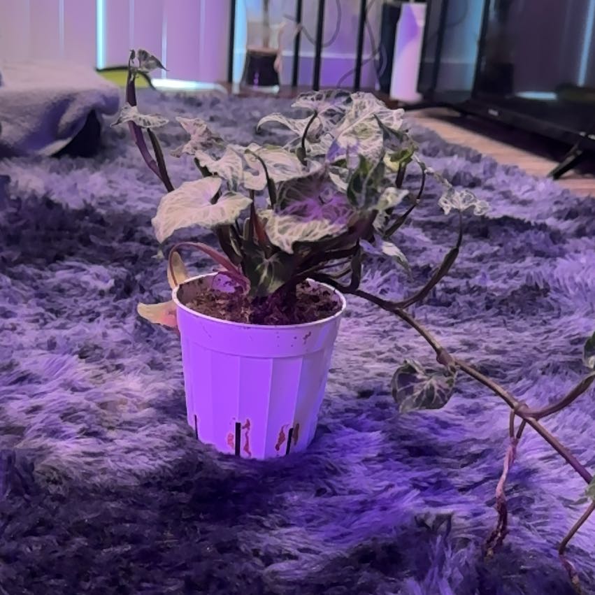 Photo of the plant species Syngonium by @Skinny3590 named Emerson on Greg, the plant care app