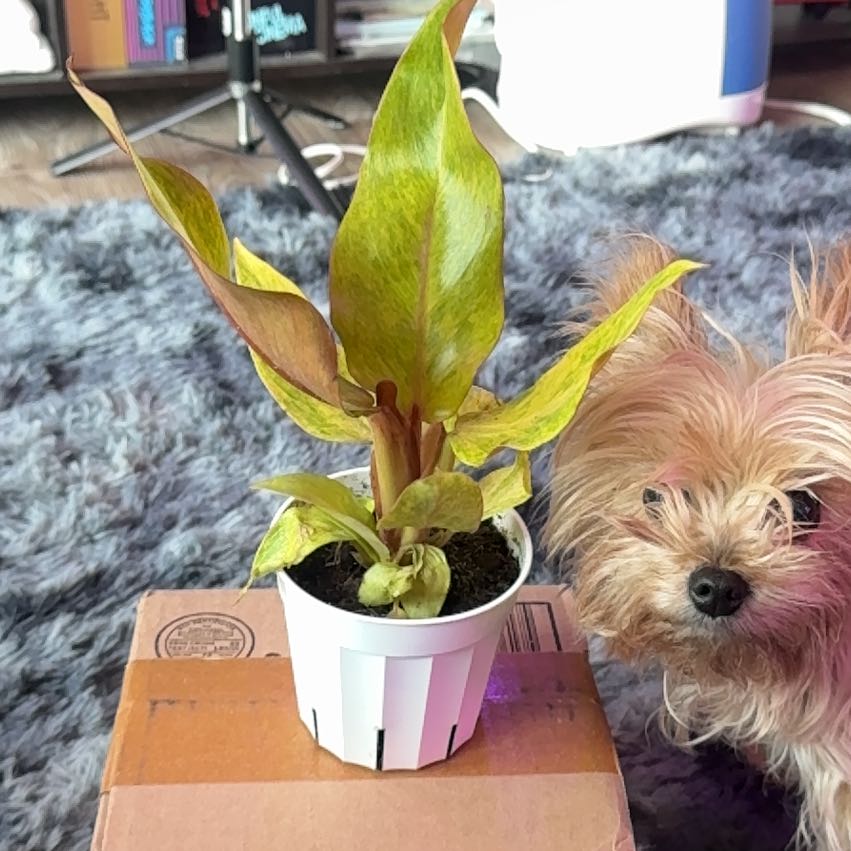 Photo of the plant species Philodendron Painted Lady by @Skinny3590 named Lady on Greg, the plant care app