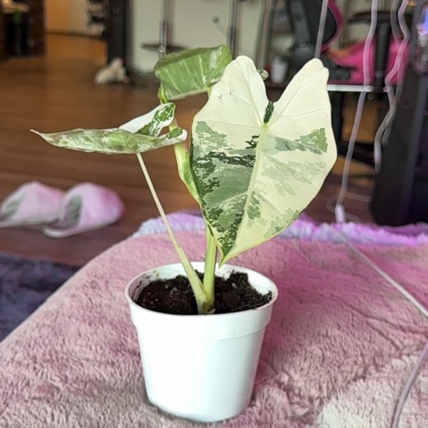 Photo of the plant species Variegated Alocasia frydek by @Skinny3590 named Remington on Greg, the plant care app