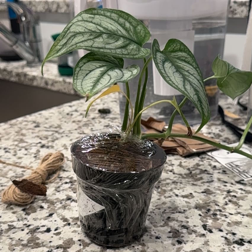 Photo of the plant species monstera siltepecanna by @Skinny3590 named Einstein on Greg, the plant care app