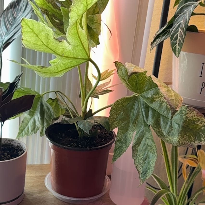 Photo of the plant species Fatsia Japonica Spider Web by @Skinny3590 named Sherlock on Greg, the plant care app