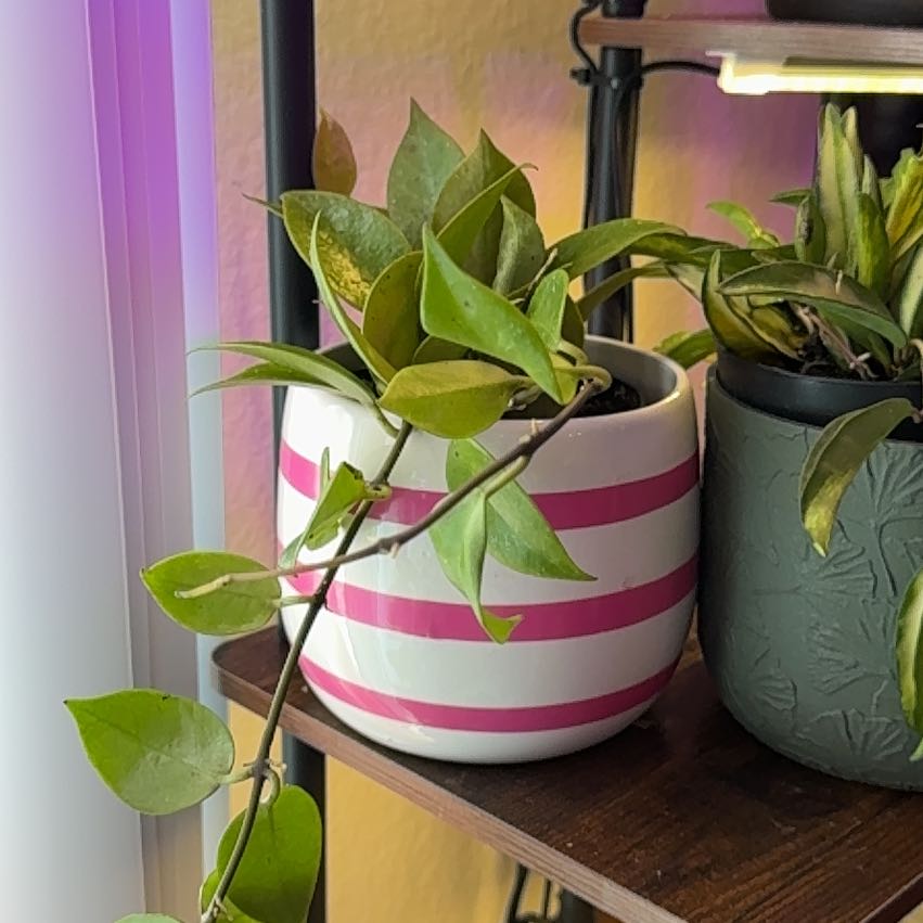 Photo of the plant species Hoya obscura by @Skinny3590 named Gaga on Greg, the plant care app