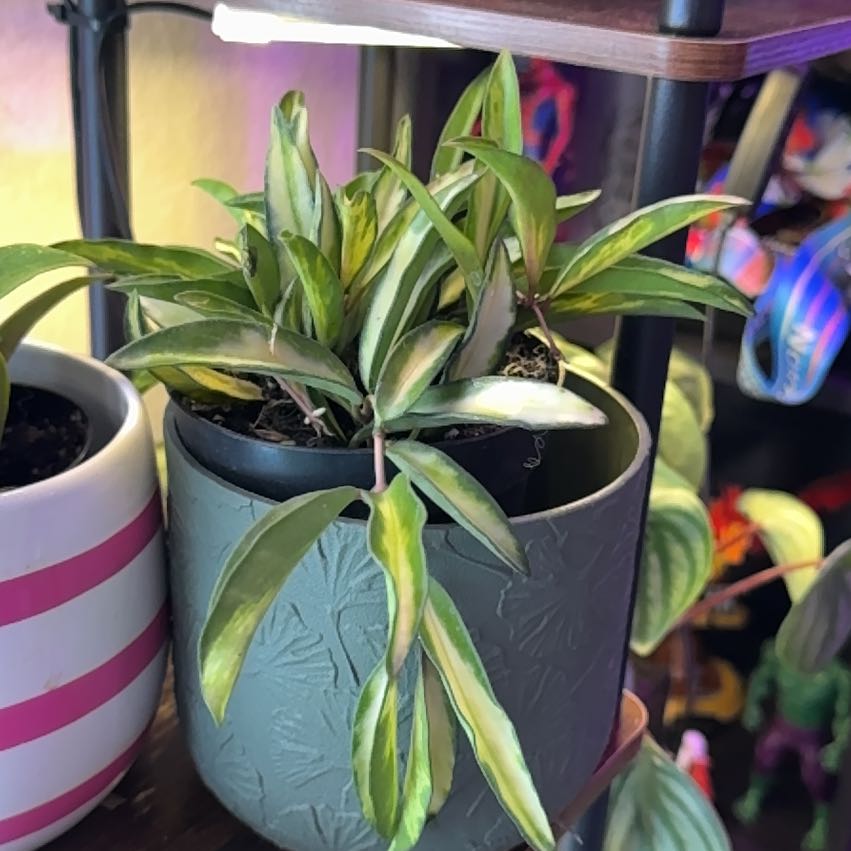 Photo of the plant species Wayetii by @Skinny3590 named Hemingway on Greg, the plant care app