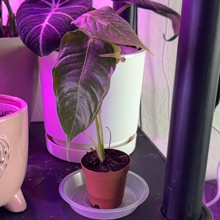 Photo of the plant species Anthurium veitchii by @Skinny3590 named Aristotle on Greg, the plant care app