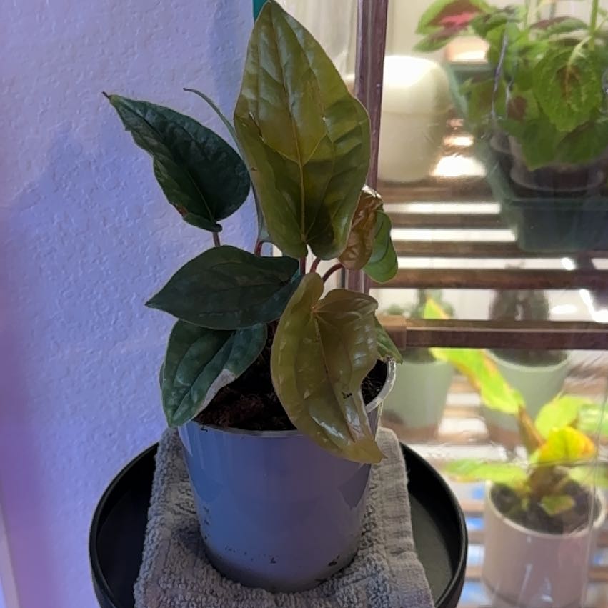 Photo of the plant species Anthurium Radicans x Luxurians by @Skinny3590 named Foxxy on Greg, the plant care app
