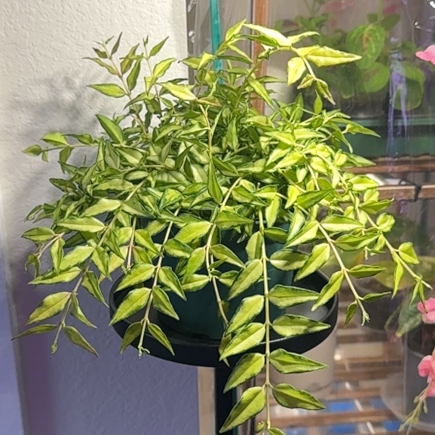 Photo of the plant species Hoya Bella by @Skinny3590 named Bella on Greg, the plant care app