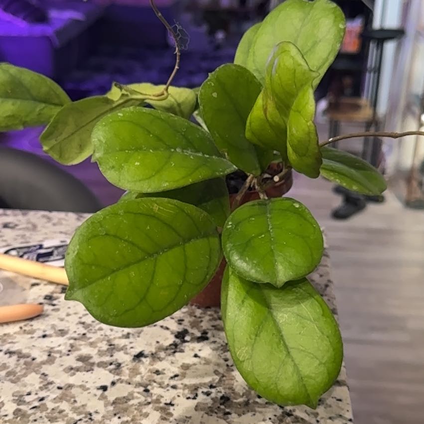 Photo of the plant species Hoya Viola by @Skinny3590 named Prince on Greg, the plant care app