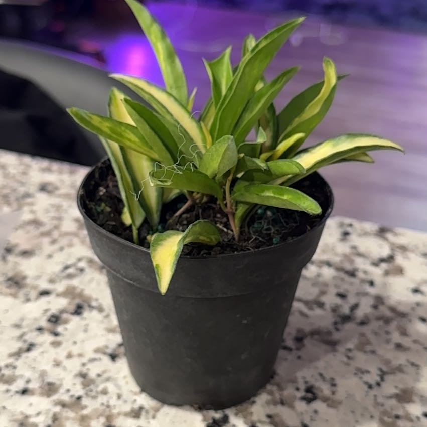 Photo of the plant species Wayetii by @Skinny3590 named Sigmund on Greg, the plant care app