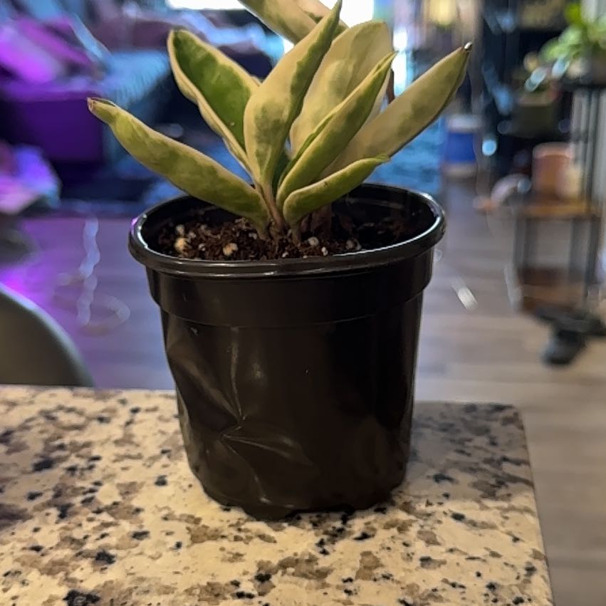 Photo of the plant species Hoya Carnosa Krinkle 8 by @Skinny3590 named Elina on Greg, the plant care app