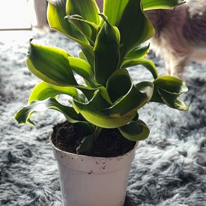 Photo of the plant species Dracaena Tornado Twisted by @Skinny3590 named Leaf Erickson on Greg, the plant care app