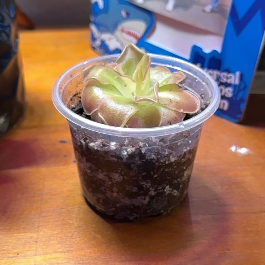 Photo of the plant species Common Butterwort by @Skinny3590 named Pingy on Greg, the plant care app