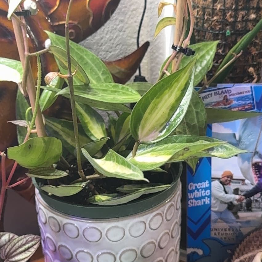 Photo of the plant species Hoya macrophylla by @Skinny3590 named Gates on Greg, the plant care app