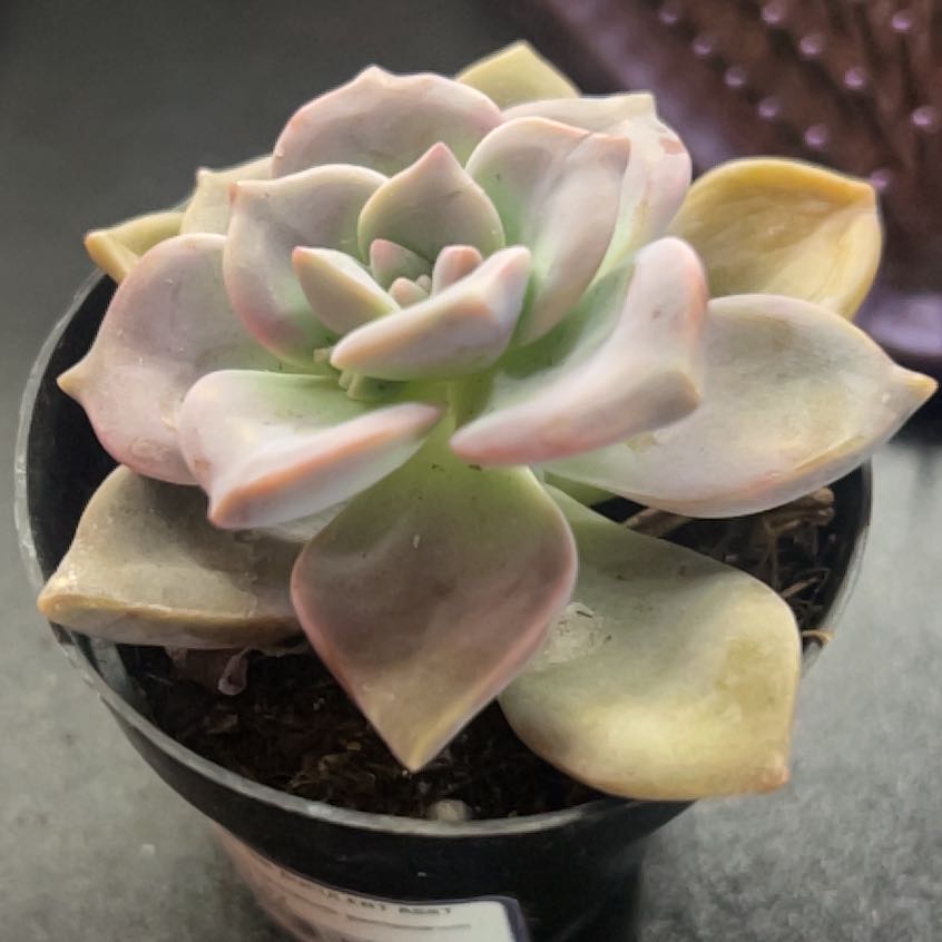 Photo of the plant species Five Stamen Graptopetalum by @FabRambutan53 named Priya on Greg, the plant care app