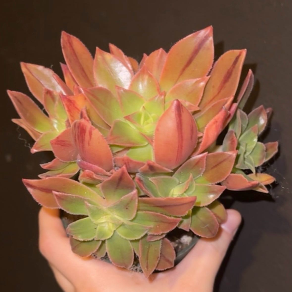 Photo of the plant species Aeonuim leucoberpharum by @SmartNeslia78 named Foxxy on Greg, the plant care app