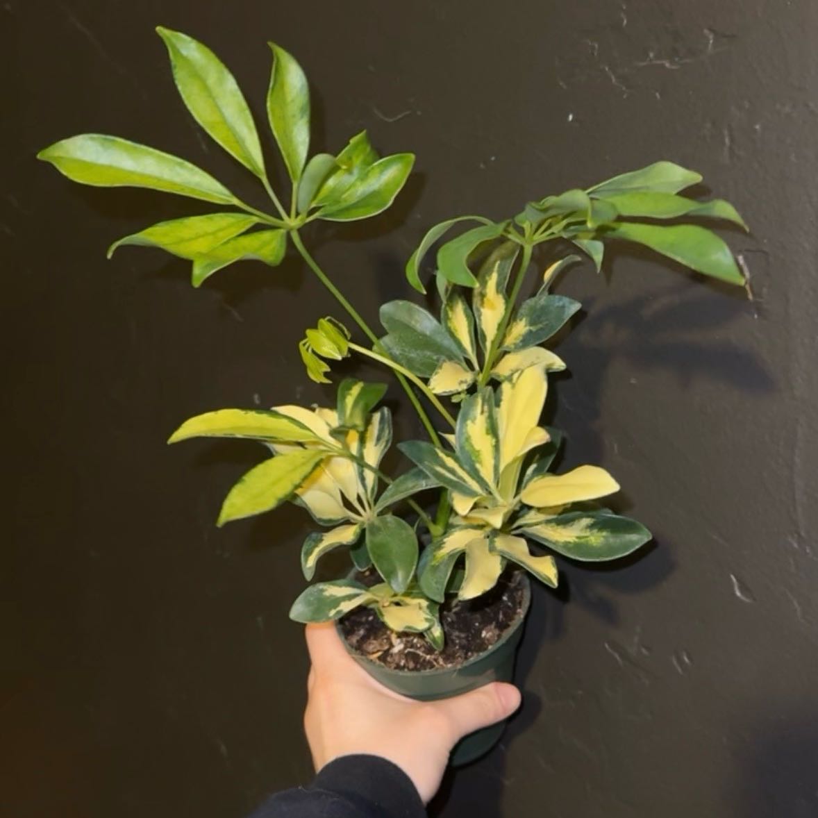 Photo of the plant species Variegated Umbrella Plant by @SmartNeslia78 named Leonardo on Greg, the plant care app