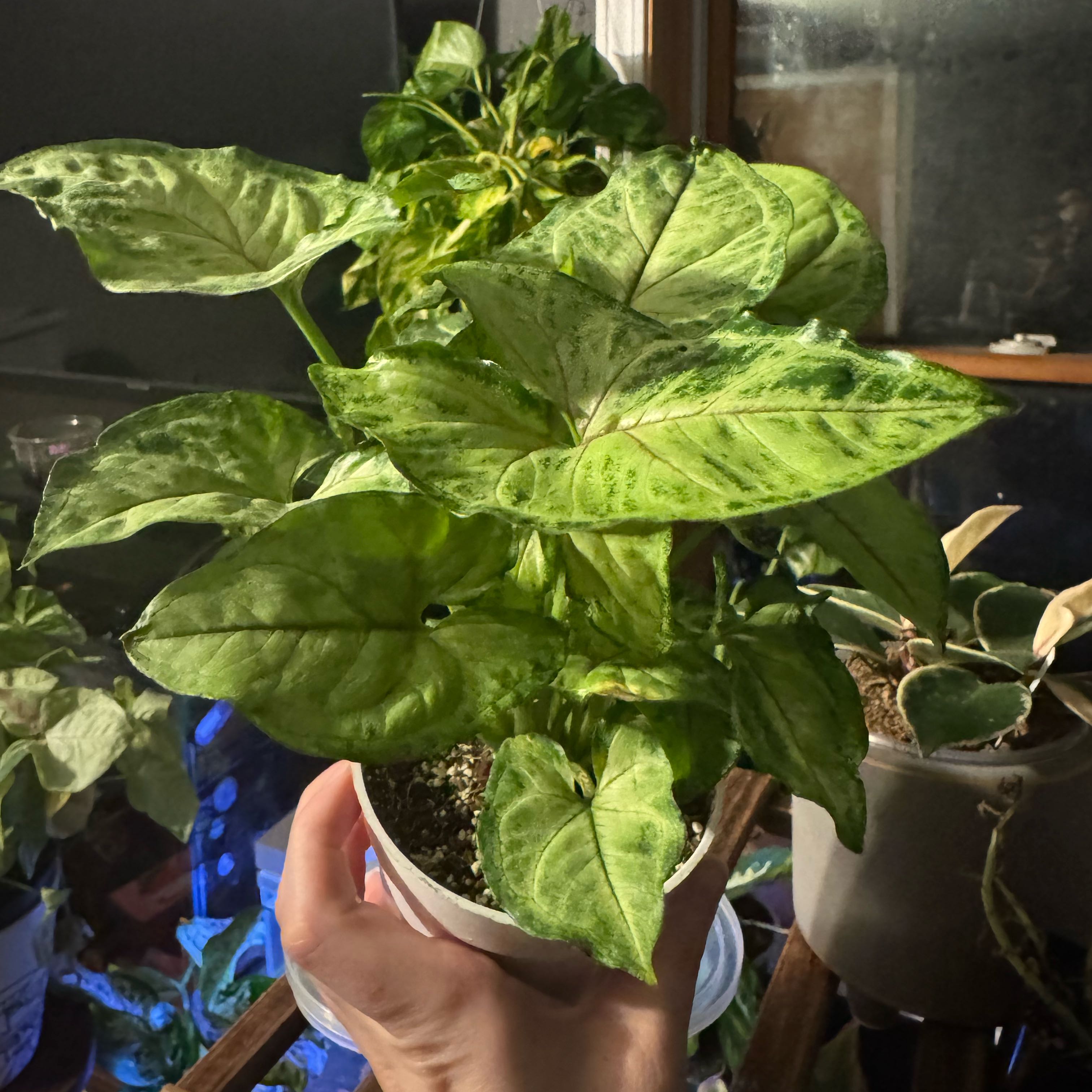 Photo of the plant species Syngonium Pink Allision by @SmartNeslia78 named Sherlock on Greg, the plant care app