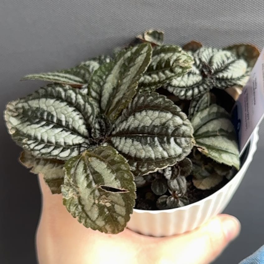 Photo of the plant species Pilea by @SmartNeslia78 named Naomi on Greg, the plant care app