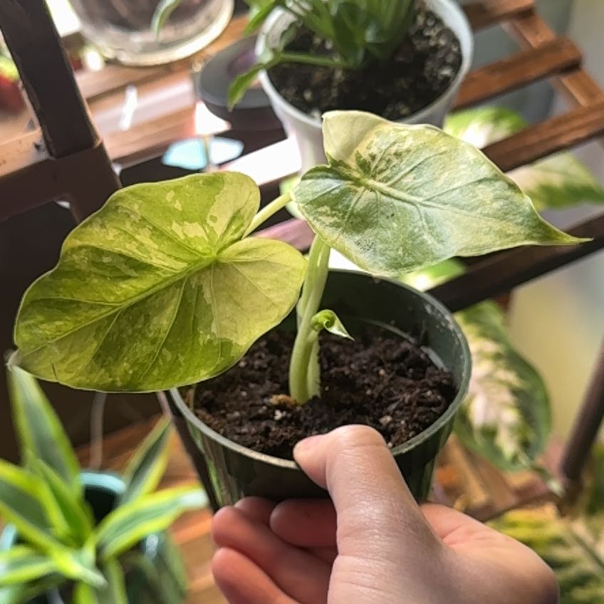 Photo of the plant species Elephant Ear by @SmartNeslia78 named Sol on Greg, the plant care app