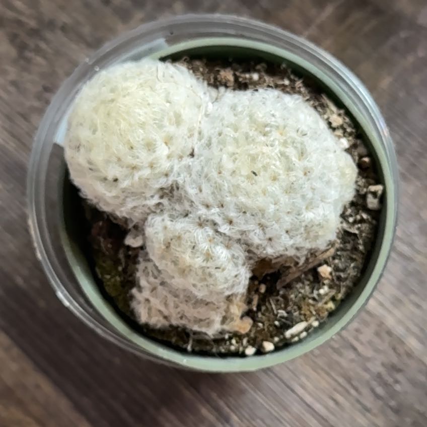 Photo of the plant species Feather Cactus by @SmartNeslia78 named Baesil on Greg, the plant care app
