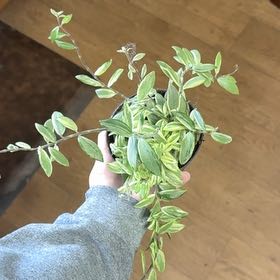 Photo of the plant species lipstick plant by @SmartNeslia78 named da Vinci on Greg, the plant care app