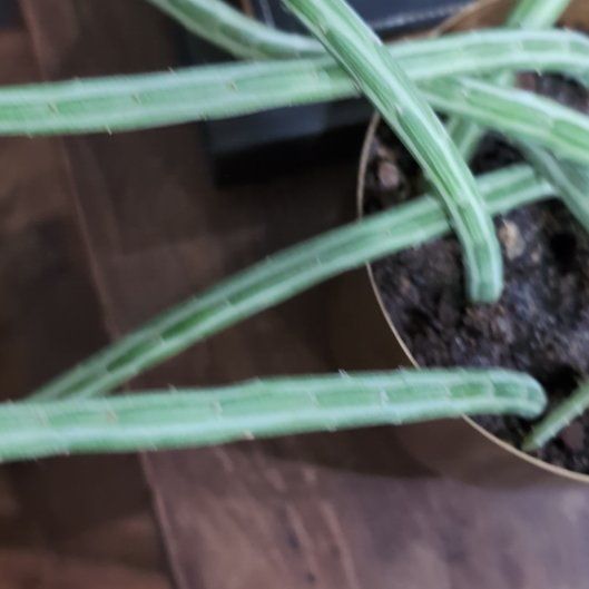 Photo of the plant species Caper Spurge by @AgileMudpuppy58 named Plato on Greg, the plant care app