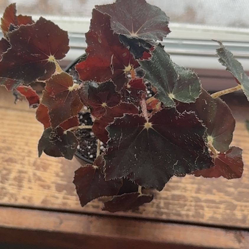 Photo of the plant species Black Velvet Begonia by @WordsmithRuby6 named Ronaldo on Greg, the plant care app