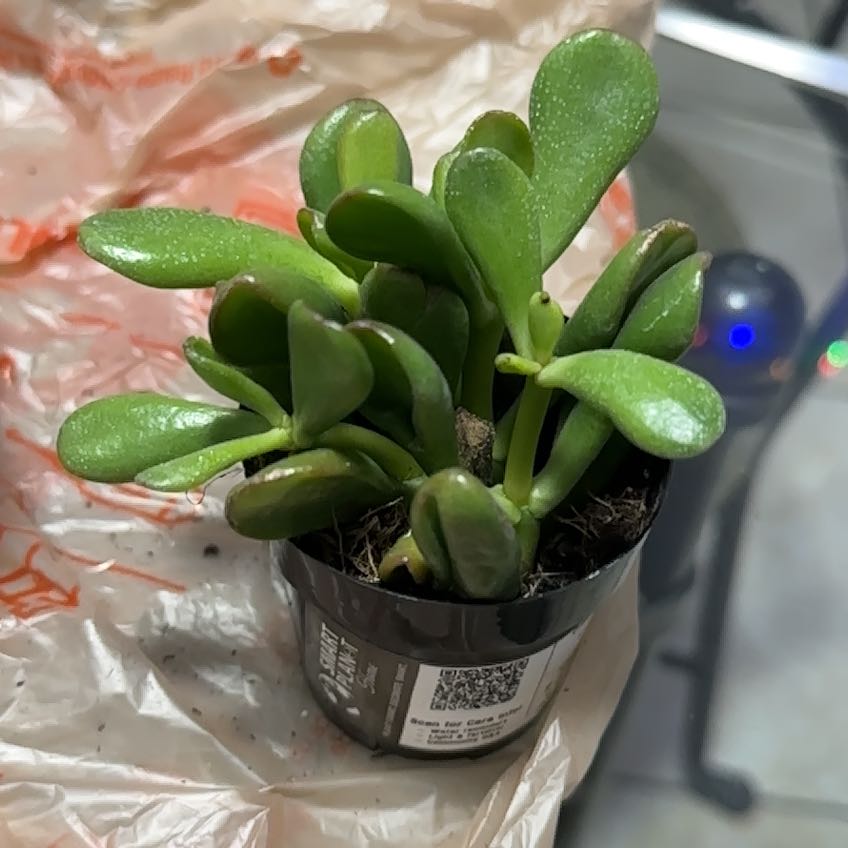 Photo of the plant species Sunset Gollum Jade by @bl00d_m00n_luvr named Hubert on Greg, the plant care app
