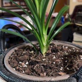 Photo of the plant species Pandan by @DandyMoonwort22 named Harper on Greg, the plant care app