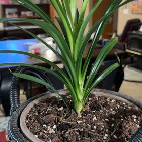Photo of the plant species Pandan by @DandyMoonwort22 named Spike Leaves on Greg, the plant care app