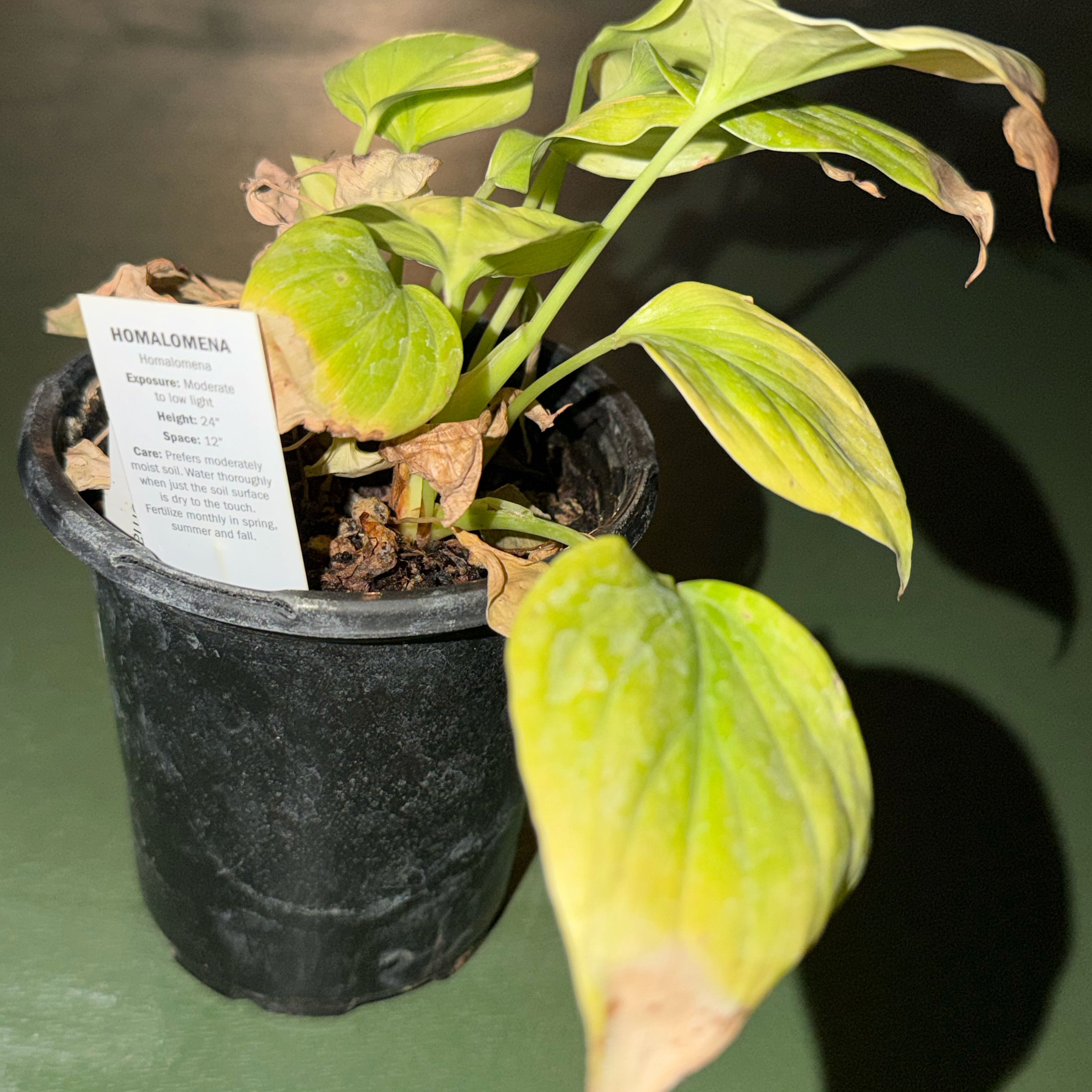 Photo of the plant species Homalomena 'Emerald Gem' by @FabIcarus51 named Morgan Treeman on Greg, the plant care app