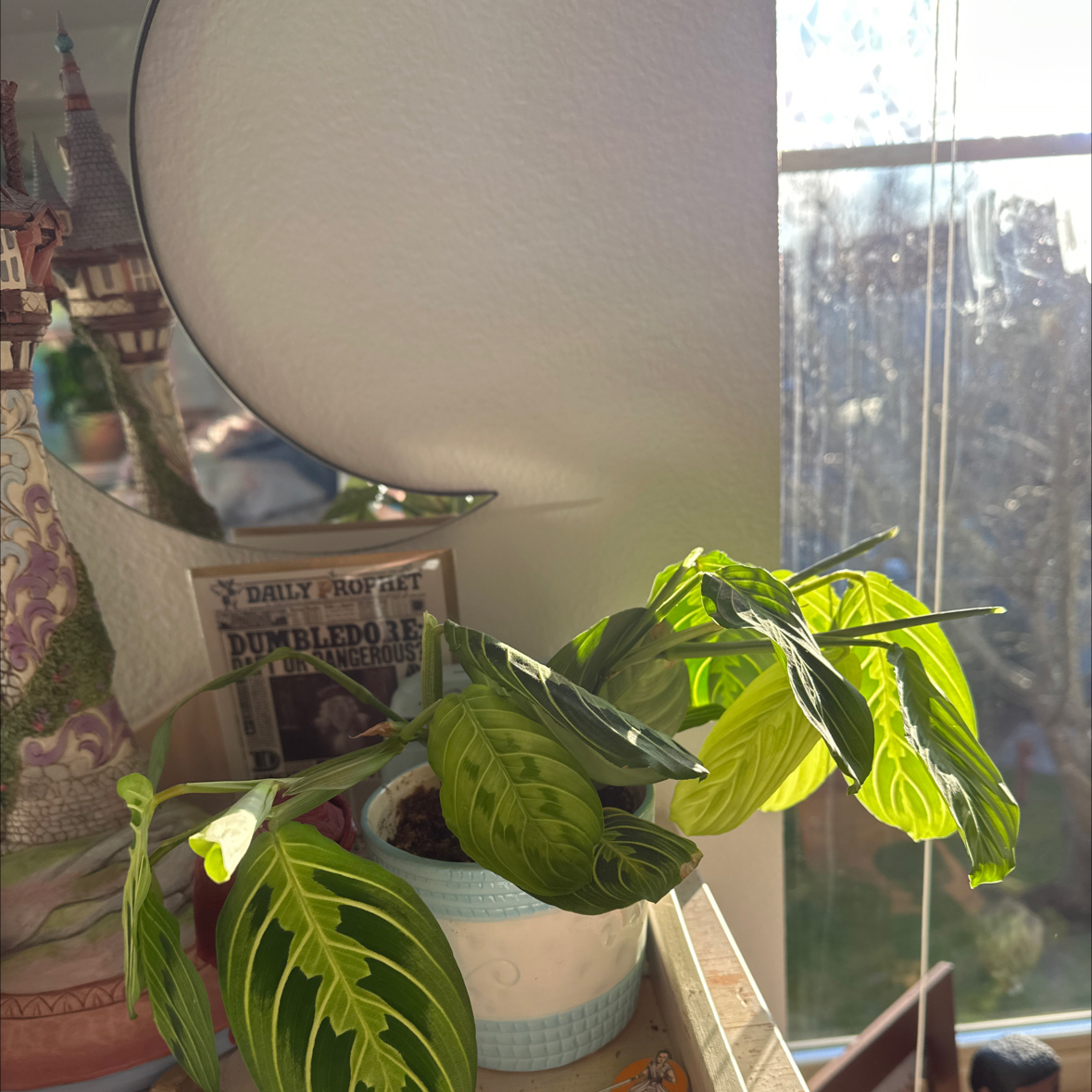Green prayer plant in a blue pot on a window sill, showing slight leaf browning but otherwise healthy.