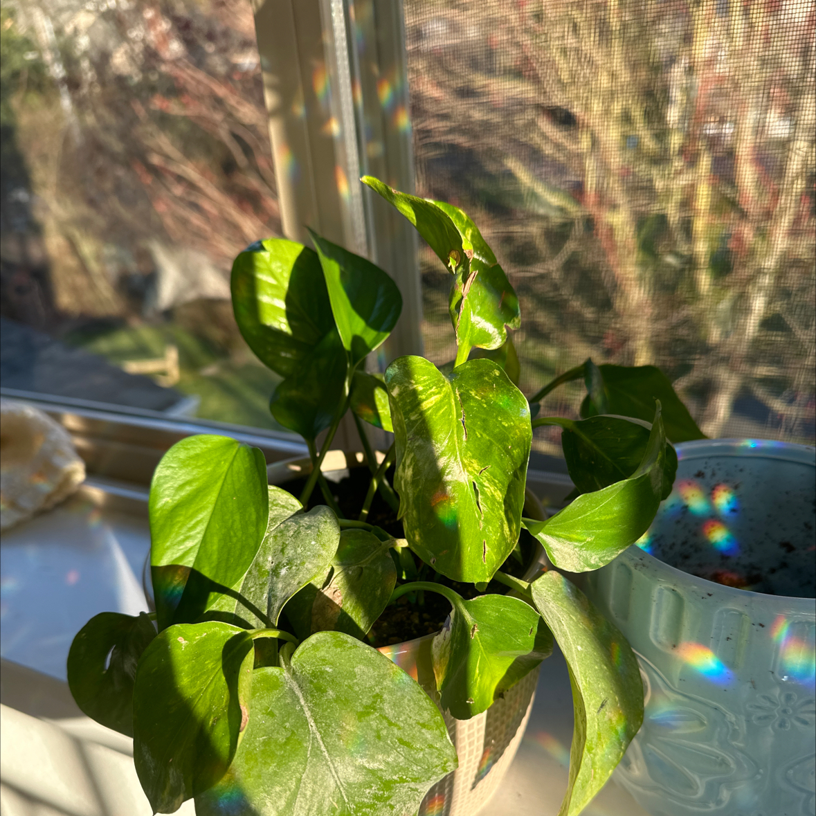 Golden Pothos plant on a windowsill with some leaf discoloration.