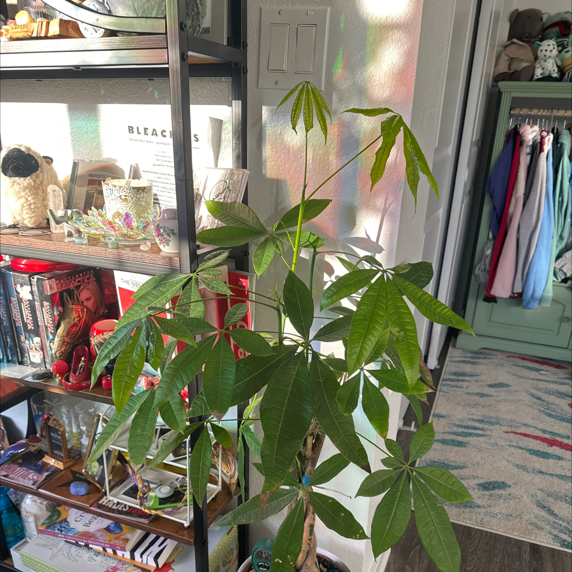 Healthy money tree plant with vibrant green palmate leaves, growing indoors supported by a stake.