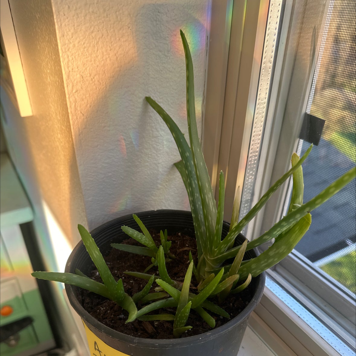 Yearround Light Requirements For My Aloe Vera