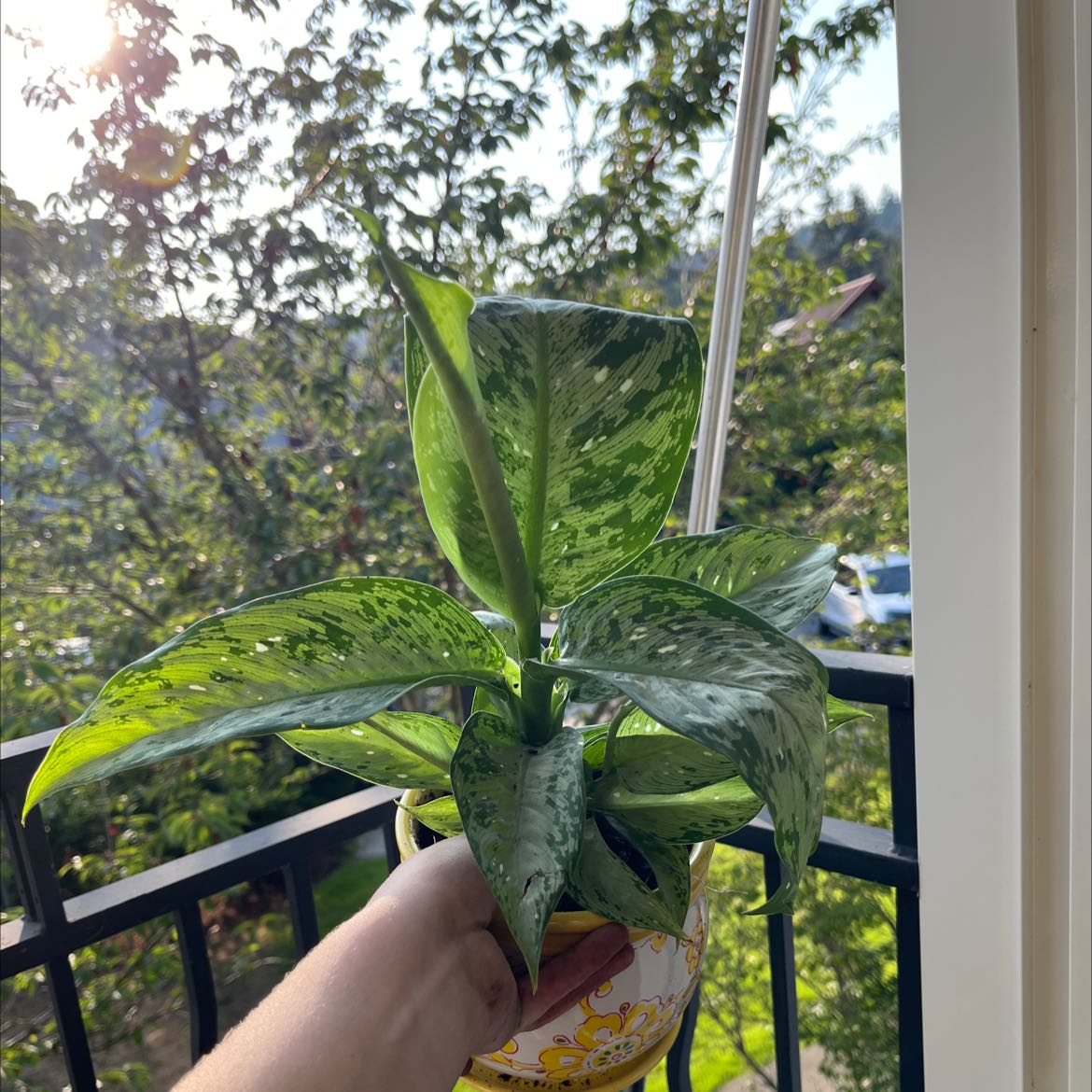 Hand holding a healthy, vibrant Dieffenbachia plant with green and white mottled leaves, outdoors on a balcony with trees in background.