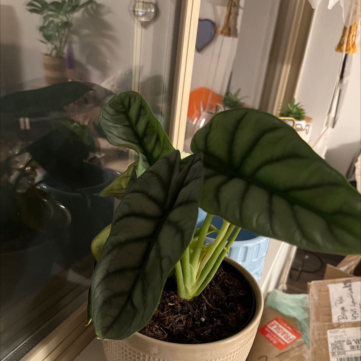 A healthy, vibrant green Arrowhead Plant in a small pot on a windowsill with other small plants visible in the background.