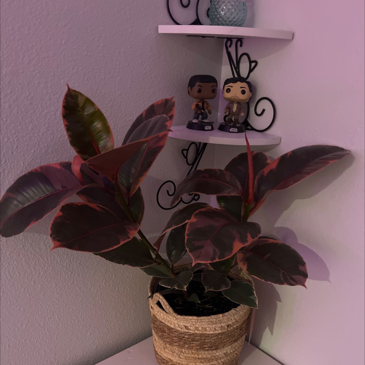 Healthy burgundy rubber tree plant with large variegated leaves in a woven basket, slight leaf browning, on a white shelf.