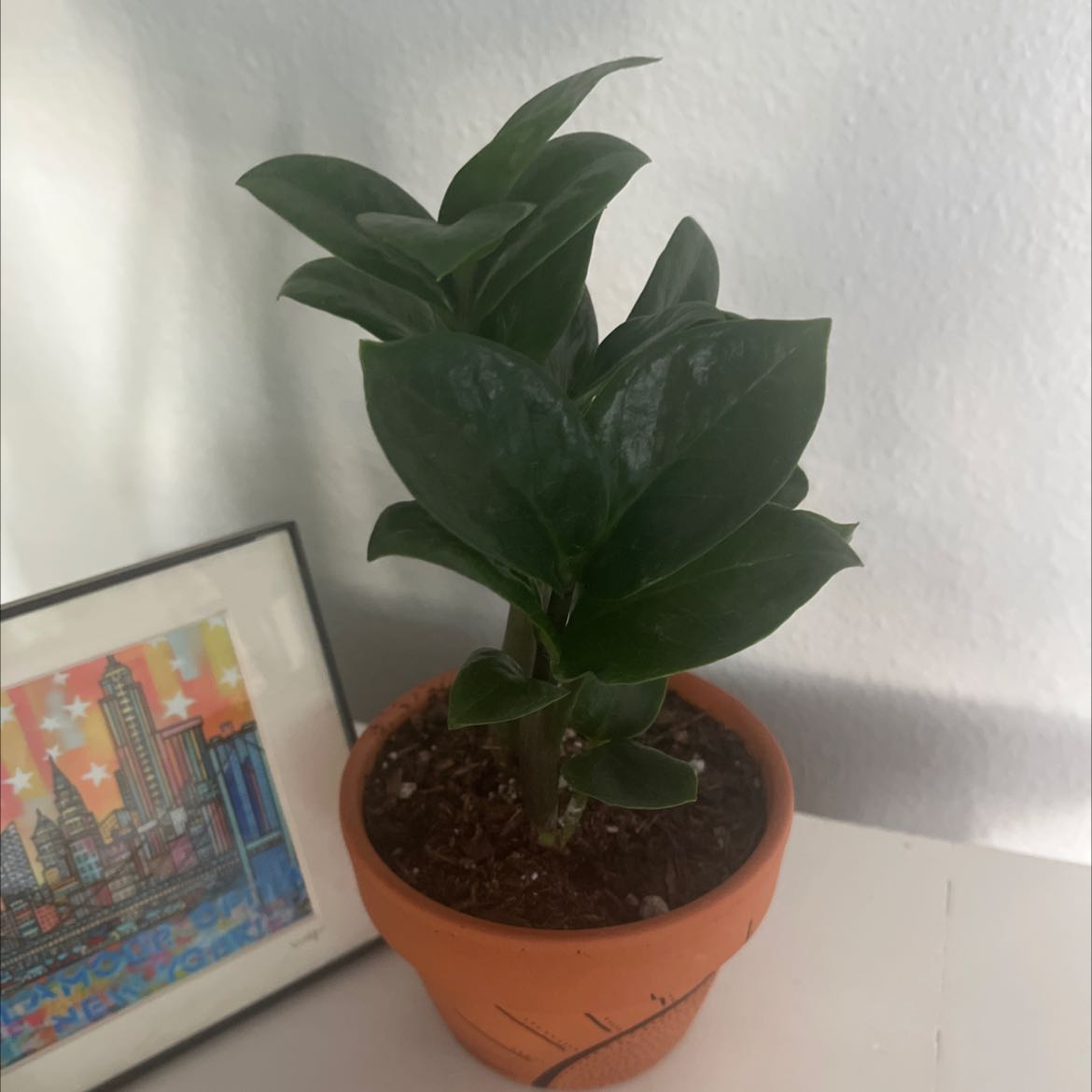 Healthy potted ZZ plant with glossy dark green leaves in a terracotta pot, positioned next to framed artwork.