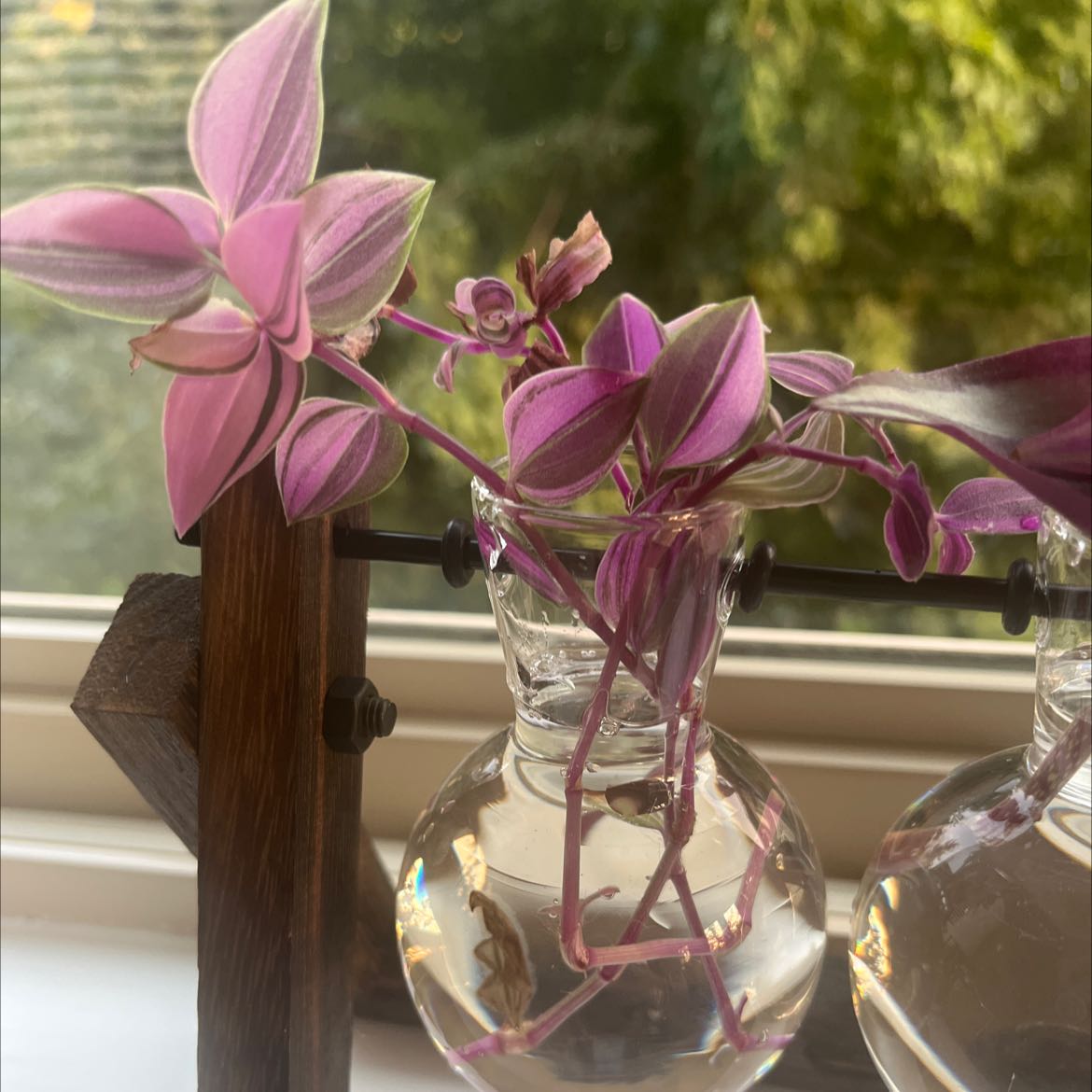 Close-up of healthy purple and silver striped Tradescantia Zebrina leaves in a glass vase of water, showing vibrant color and aerial roots