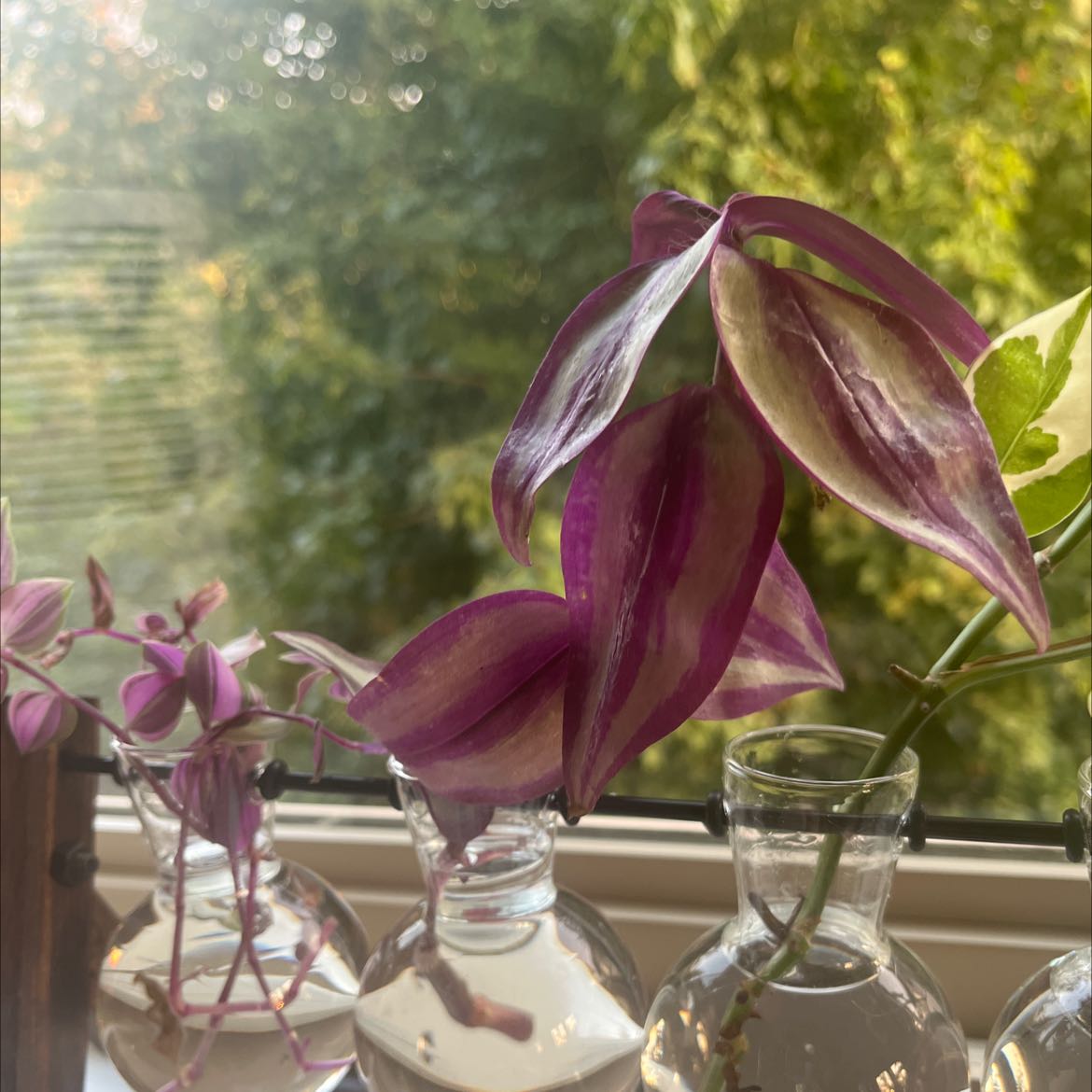 Tradescantia Zebrina plant with vibrant purple and green leaves in glass jars on a windowsill, appearing healthy and thriving.